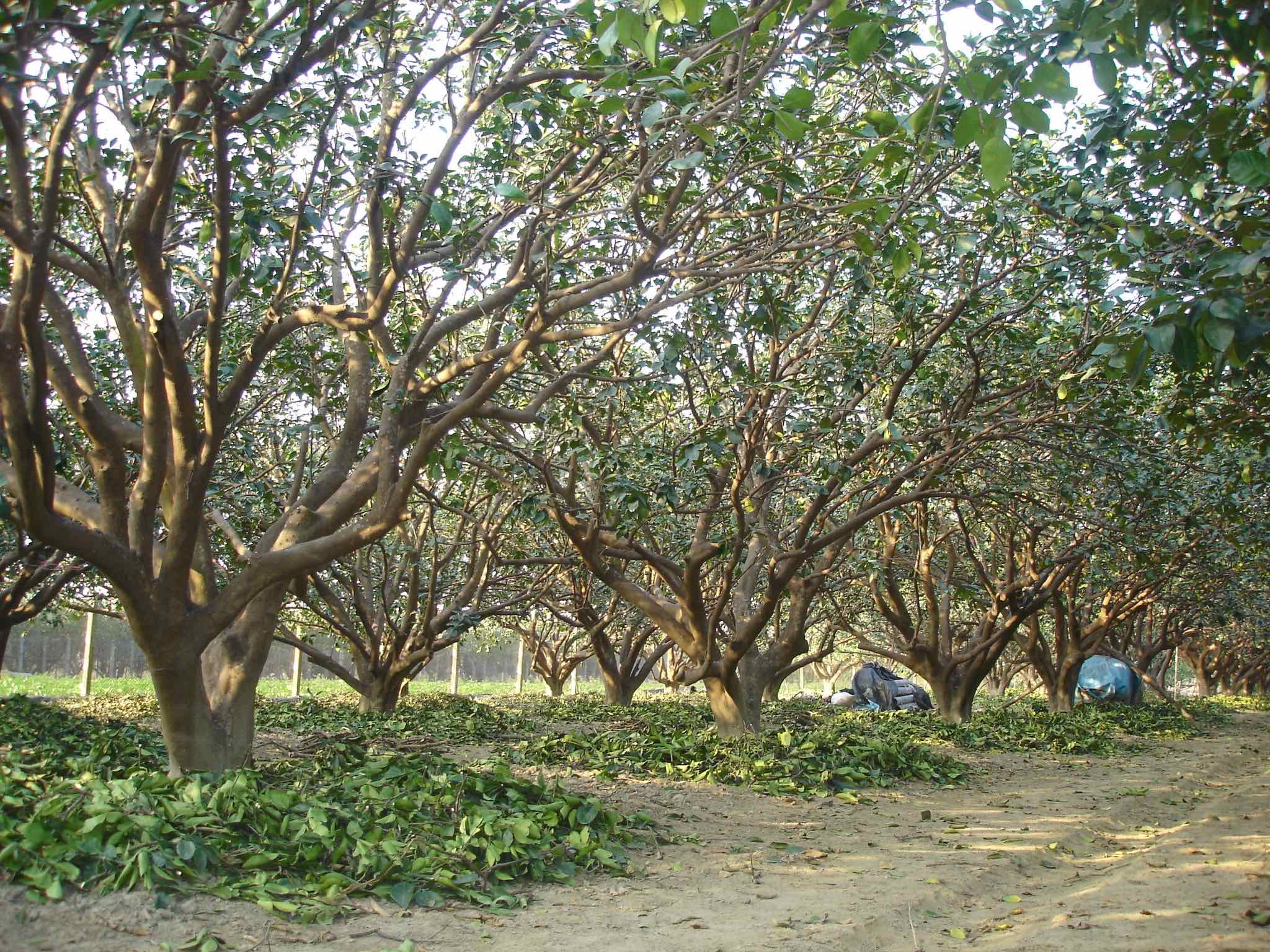 修剪新芽及疏枝