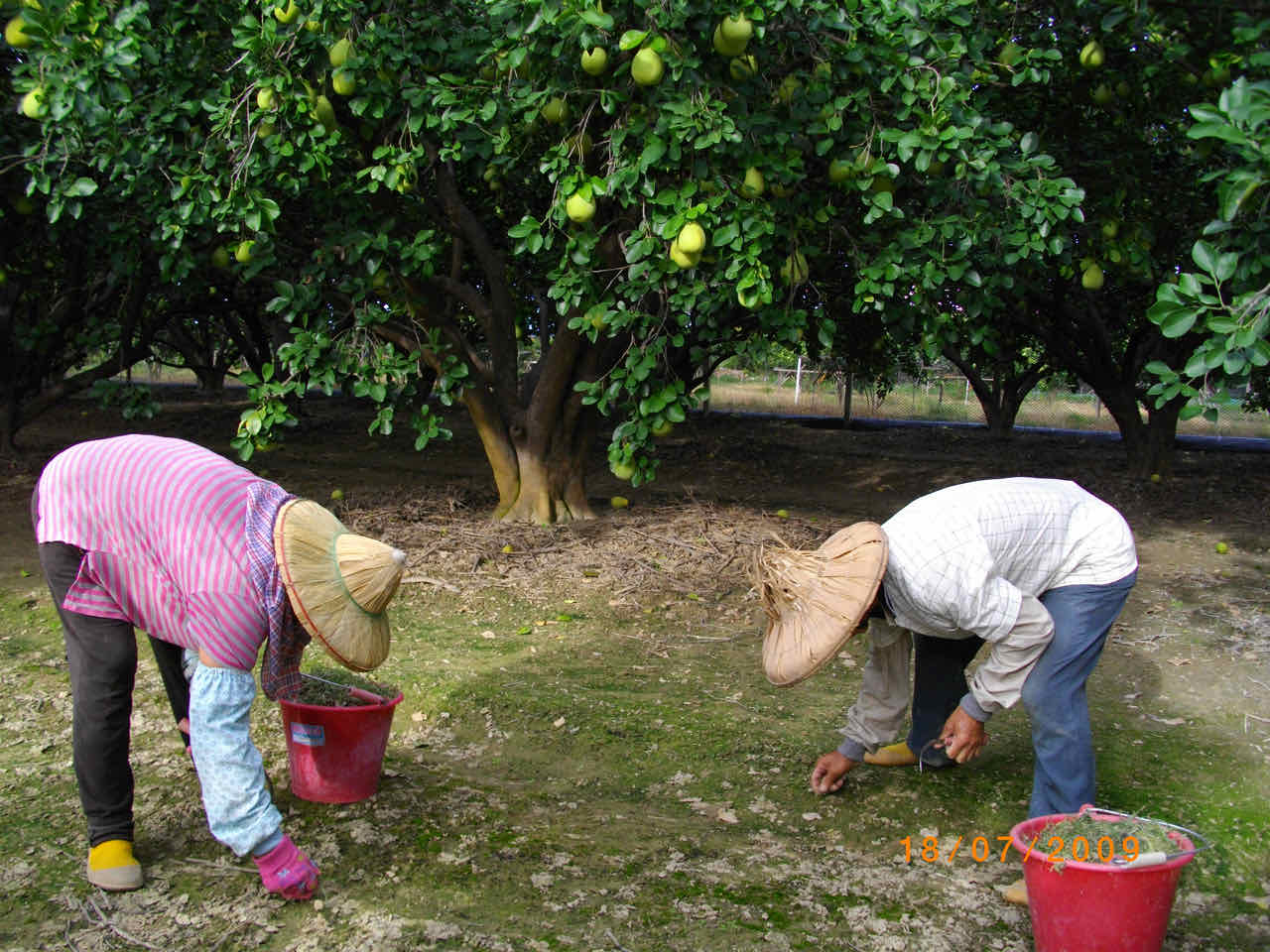人工拔草不使用除草劑