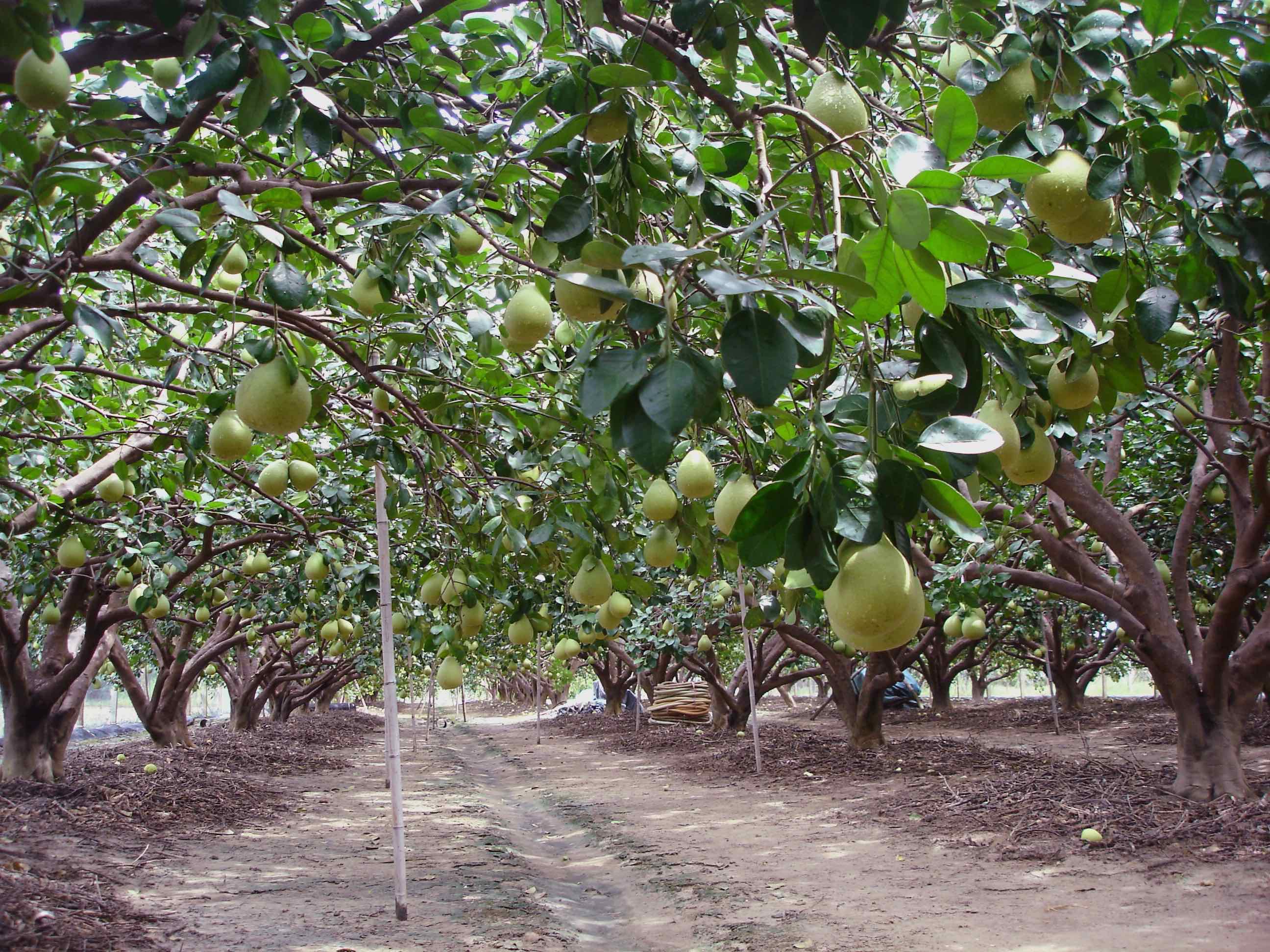 結實累累的老欉文旦
