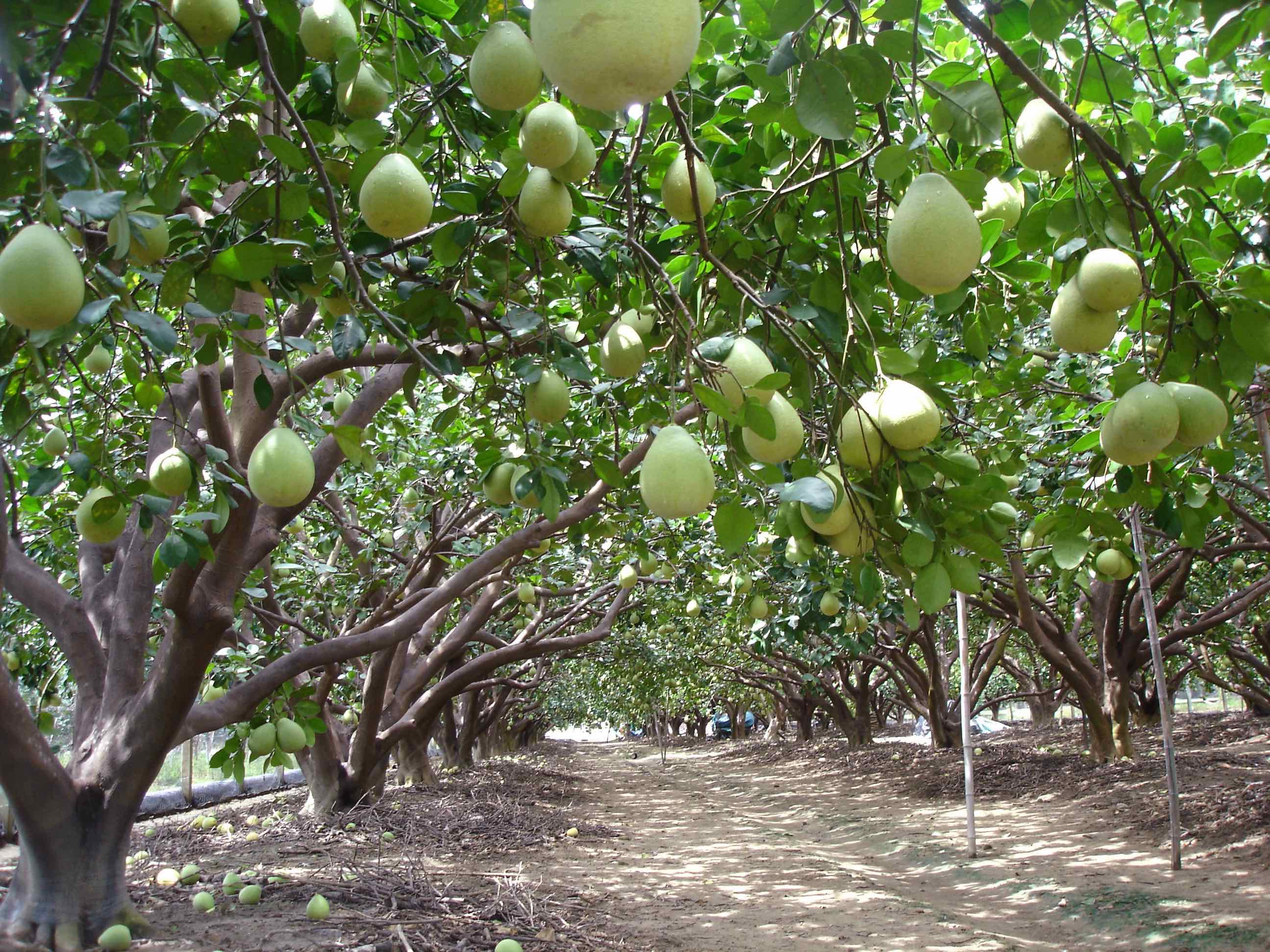 結實累累的老欉文旦