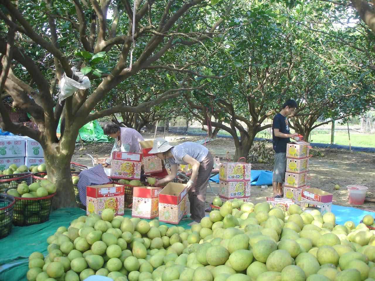 經過篩選分級包裝